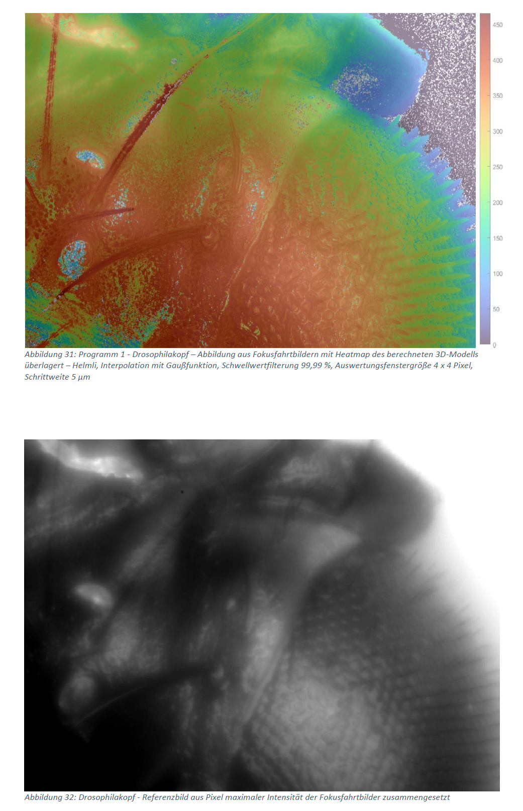 Drosophila head with a colour overlay of the Shape-from-Focus 3D reconstruction